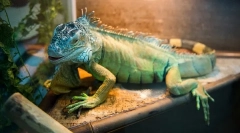 Speranța de viață a iguanului în natură și acasă